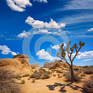 Joshua Tree National Park Jumbo Rocks Yucca valley Desert California