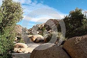 Joshua Tree National Park Landscape