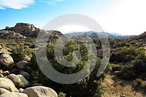 Joshua Tree National Park Landscape