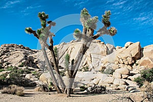 Joshua Tree National Park Landscape