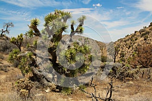 Joshua Tree National Park Landscape