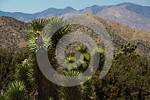 Joshua Tree National Park Landscape