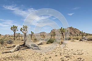 Joshua Tree National Park Landscape