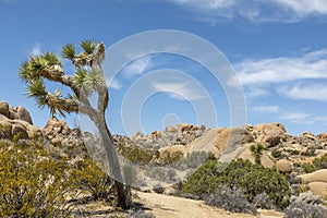 Joshua Tree National Park Landscape