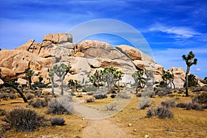 Joshua Tree National Park landscape, California