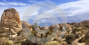 Joshua Tree National Park late morning