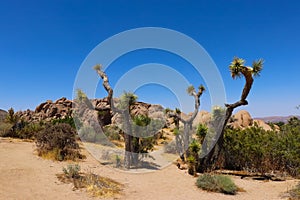 Joshua Tree National Park, Mojave Desert