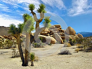 National Parks USA, Joshua Tree National Park photo