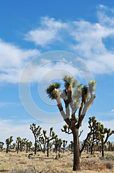 Joshua Tree National Park, Mojave Skies