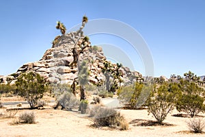 Joshua Tree National Park near Palm Spring