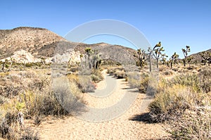 Joshua Tree National Park near Palm Spring