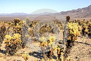 Joshua Tree National Park near Palm Spring