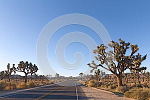 Joshua Tree National Park panorama along a valley road with Joshua trees and mountains chain on horizon.