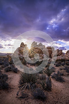 Joshua Tree National Park Sunset