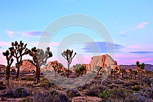 Joshua Tree National Park at Sunset