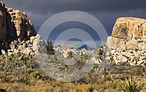 Joshua Tree National Park with threatening thunderous clouds rolling in