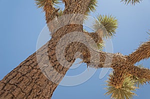 Joshua tree national park yucca palm tree california