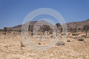 Joshua tree national park yucca palm tree california