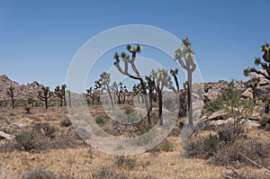 Joshua tree national park yucca palm tree california