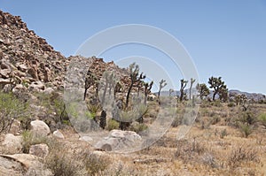 Joshua tree national park yucca palm tree california