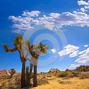 Joshua Tree National Park Yucca Valley Mohave desert California photo