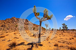 Joshua Tree National Park Yucca Valley Mohave desert California photo