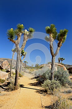 Joshua tree nationalpark