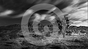 Joshua Tree in the Nevada Desert