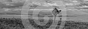 Joshua tree in the nevada desert on a hill in black and white