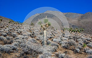 Joshua tree, palm tree yucca (Yucca brevifolia), thickets of yucca and other drought-resistant plants on the slopes