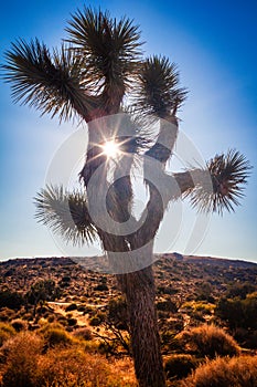 Joshua tree park at sunset, in Mojave Desert, California