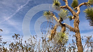 Joshua tree plant over blue sky and soft clouds background