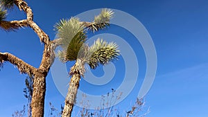 Joshua Tree Plant over dark blue sky