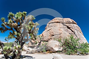 Joshua Tree beside a Rock
