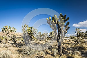 A Joshua Tree and rock formation ni Mohave Desert