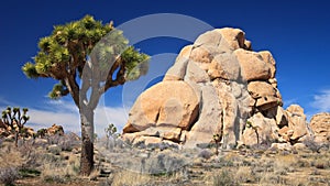 Joshua Tree and Rock Formations