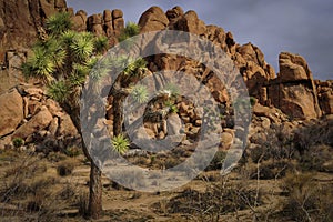 Joshua Tree and Rocks