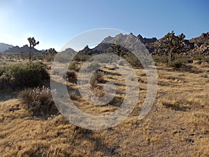 Joshua Tree`s at it`s own National Park.