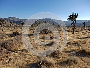 Joshua Tree`s at it`s own National Park. photo