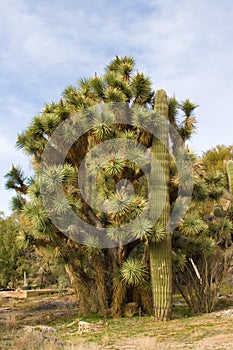 Joshua tree and saguara cactus
