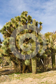 Joshua tree and Saguaro cactus