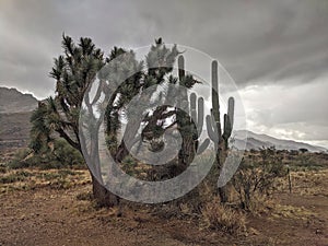 Joshua tree and saguaros on the edge of the sonoran desert under stormy skies