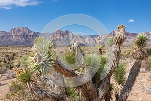 Joshua tree with scenic view of limestone peaks Mount Wilson, Bridge and Rainbow Mountain of Red Rock Canyon, Nevada