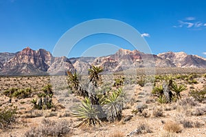 Joshua tree with scenic view of limestone peaks Mount Wilson, Bridge and Rainbow Mountain of Red Rock Canyon, Nevada