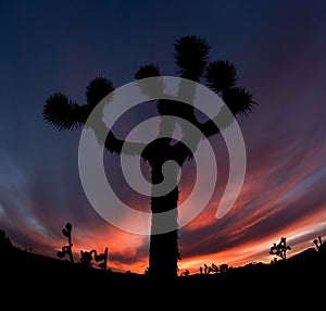 Joshua Tree Silhouette