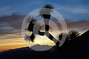 Joshua Tree Silhouette in Desert Sunset