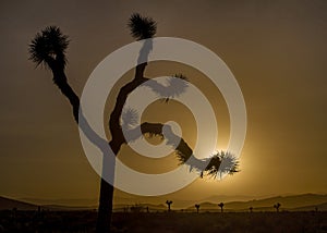 Joshua Tree silhouette at sunset, California