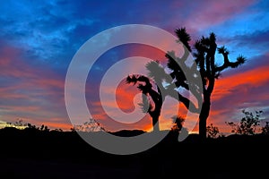 Silhouette under vibrant desert sunset skies, Joshua Tree National Park, California, USA