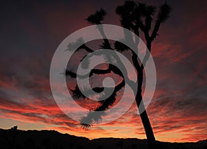 A Joshua Tree Silhouetted Against a Blazing Sunset Sky at Joshua Tree National Park