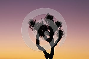 Joshua tree silhouetted orange sky